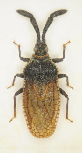 Réf. 261 322 : Copium adumbratum