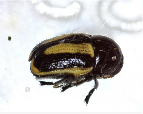 Cryptocephalus vittatus