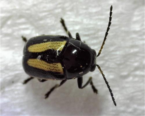 Cryptocephalus vittatus