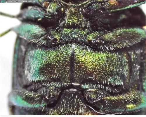 Cryptocephalus sp.