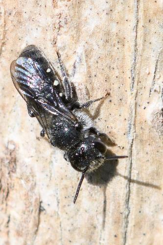 Stelis ornatula