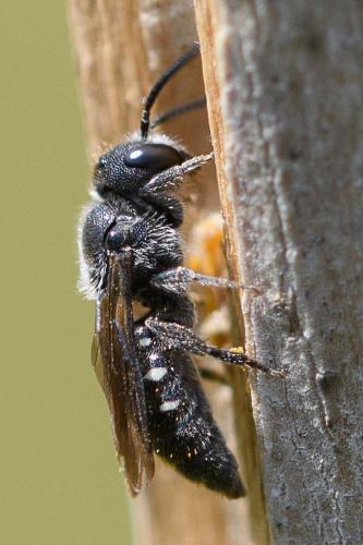 Stelis ornatula