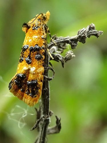 Réf. 261 300 : Commophila aeneana