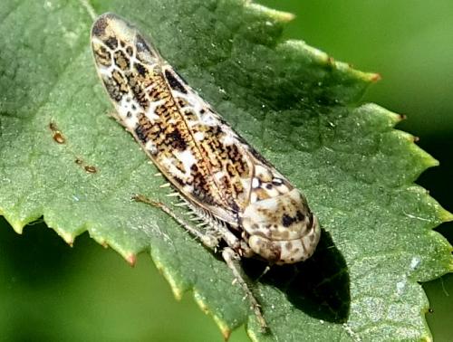 Allygus (mixtus-modestus)