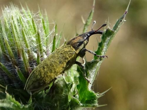 Lixus filiformis
