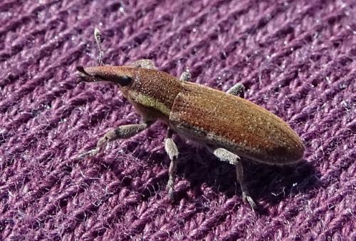 Réf. 261 199 : Lixus sp.