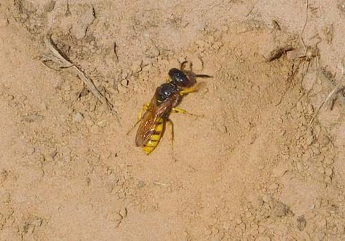 Philanthus triangulum