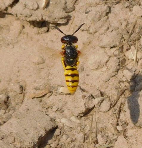 Philanthus triangulum