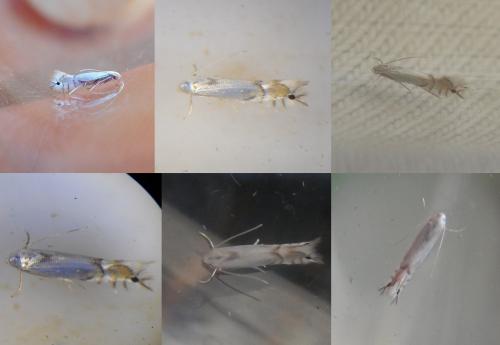 Réf. 261 211 : Phyllocnistis sp.