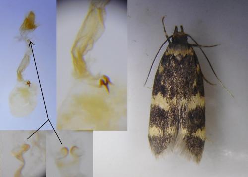 Oegoconia novimundi