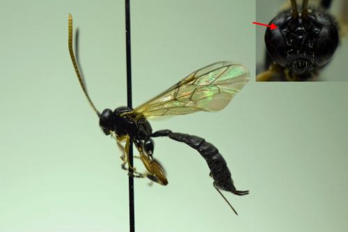 Itoplectis clavicornis