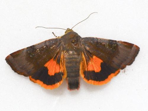 Noctua sp.