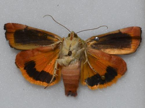 Noctua sp.