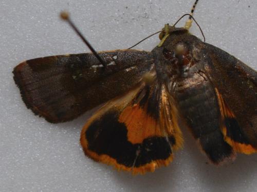Noctua sp.