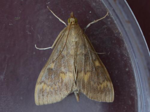 Réf. 261 768 : Ostrinia nubilalis