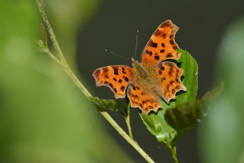 Réf. 261 164 : Polygonia c-album