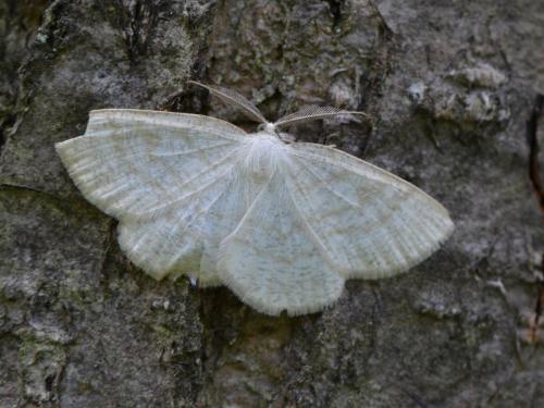 Réf. 261 032 : Cabera exanthemata