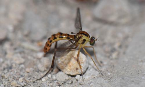 Vermileo vermileo
