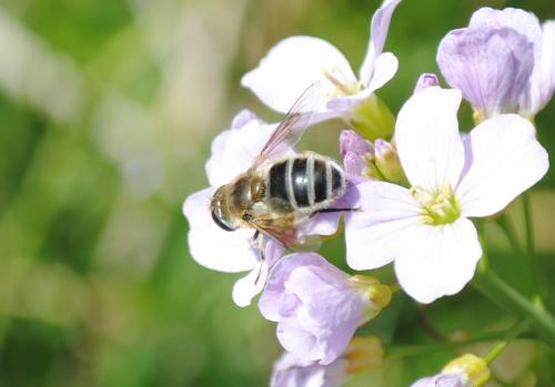 Eristalis nemorum