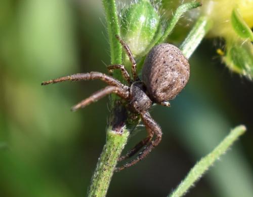 Xysticus sp.