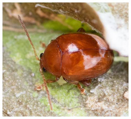 Réf. 261 170 : Sphaeroderma sp.