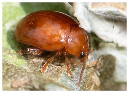 Réf. 261 169 : Sphaeroderma sp.