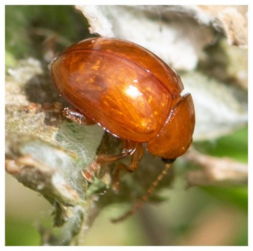 Réf. 261 171 : Sphaeroderma sp.
