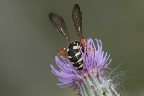 Cerceris quinquefasciata