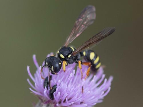 Cerceris quinquefasciata