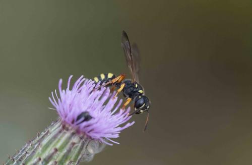 Cerceris quinquefasciata