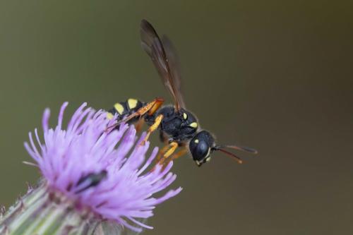 Cerceris quinquefasciata