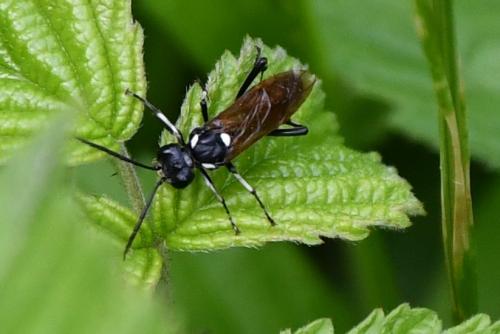 Réf. 261 617 : Macrophya duodecimpunctata