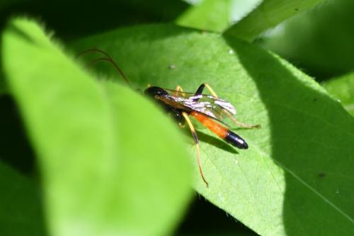 Ctenopelmatinae