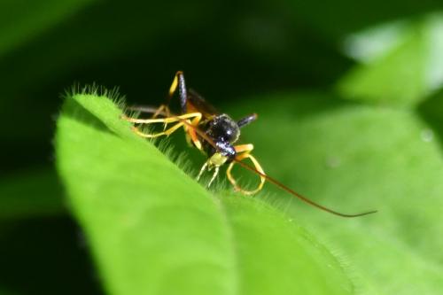 Ctenopelmatinae