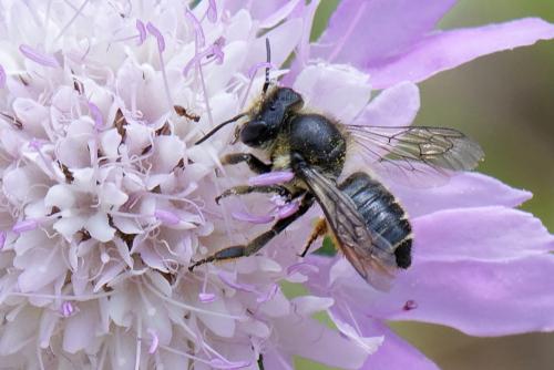 Megachile centuncularis