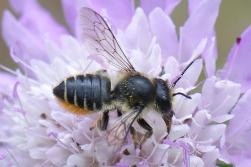 Réf. 261 960 : Megachile centuncularis
