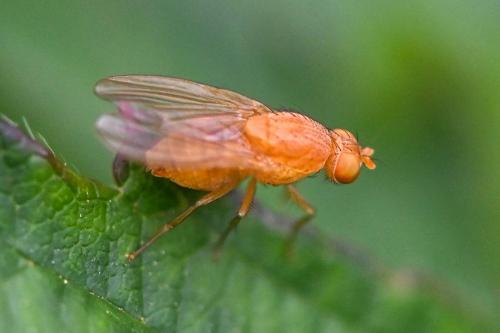 Sapromyzosoma laevatrispina