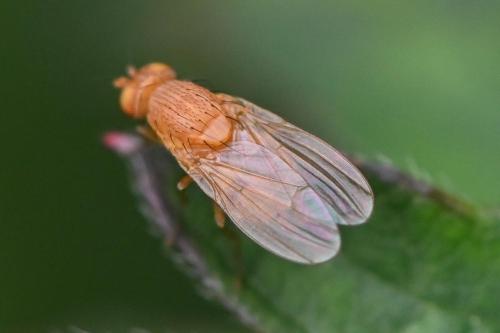 Sapromyzosoma laevatrispina