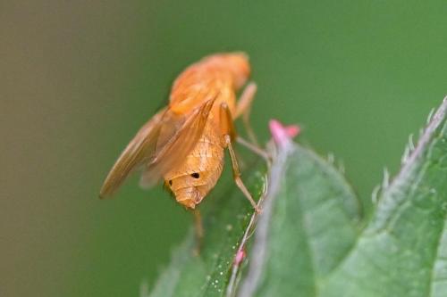Sapromyzosoma laevatrispina