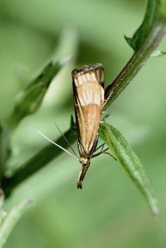 Réf. 261 018 : Chrysocrambus linetella