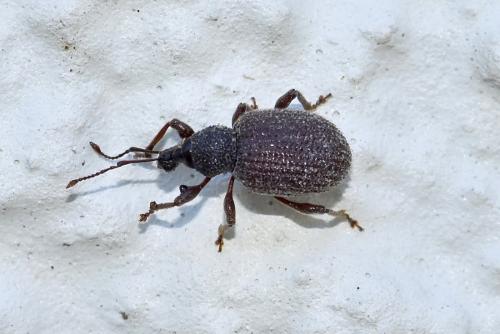 Otiorhynchus rugosostriatus