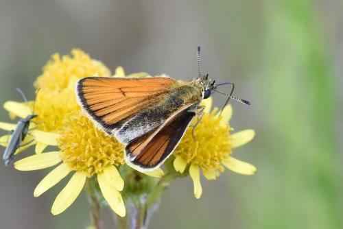 Réf. 261 031 : Thymelicus sp.