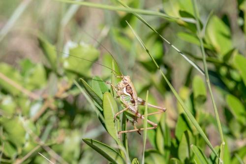 Réf. 261 127 : Eupholidoptera chabrieri chabrieri