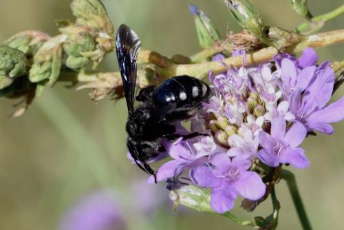 Réf. 261 142 : Andrena albopunctata