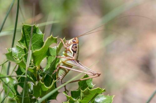 Réf. 261 124 : Eupholidoptera chabrieri chabrieri