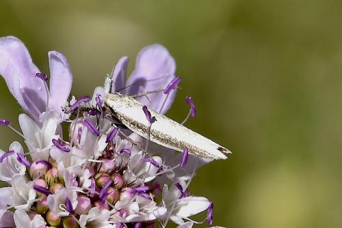 Réf. 261 415 : Pleurota aristella