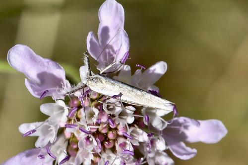 Réf. 261 391 : Pleurota aristella