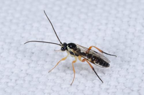Syrphoctonus tarsatorius