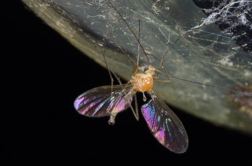 Macrocera sp.