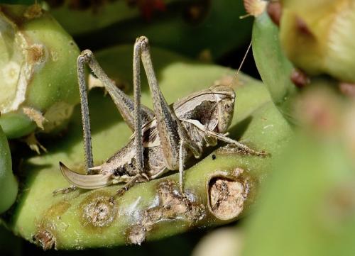 Platycleis falx laticauda